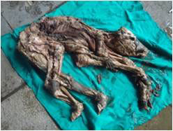 Feto de búfalo momificado recuperado por cesárea. (Foto cortesía del Dr. Gyan Singh, Profesor Asistente, Teaching Veterinary Clinical Complex, Lala Lajpat Rai University of Veterinary and Animal Sciences, Hisar, Haryana, India).