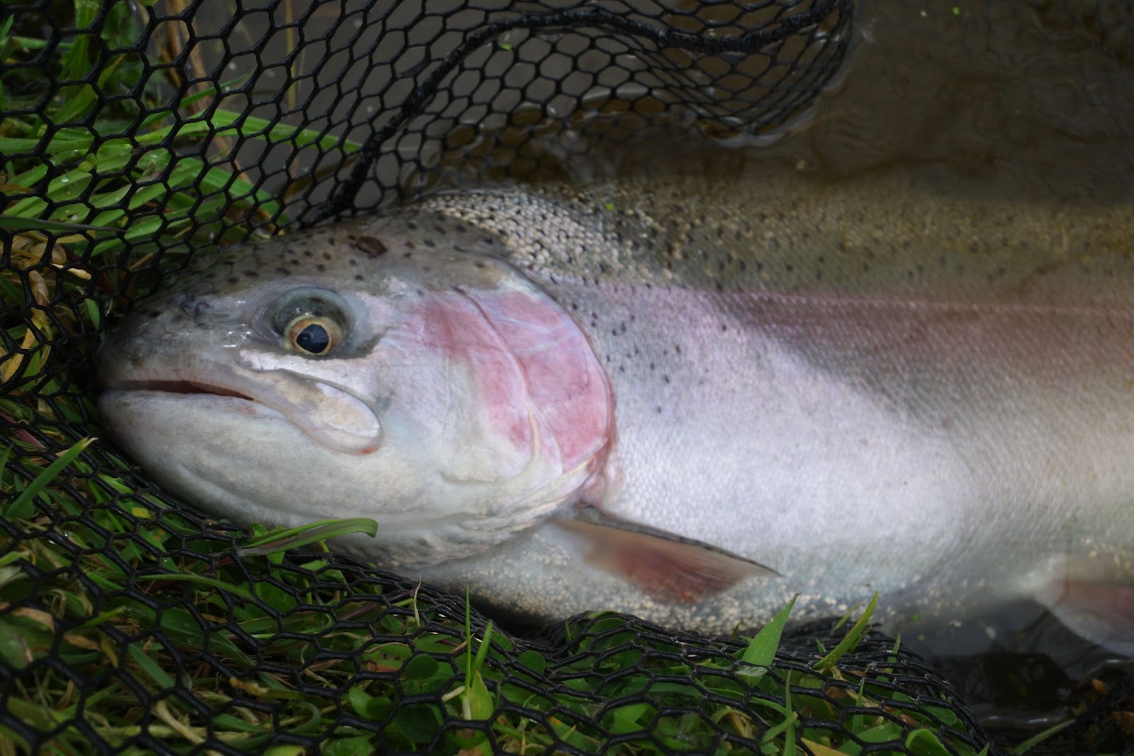 large rainbow trout in net