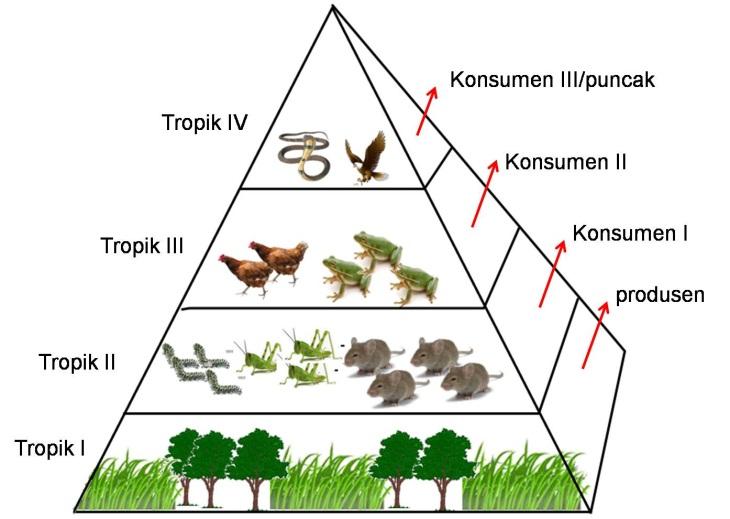 Hasil gambar untuk gambar tingkat trofik