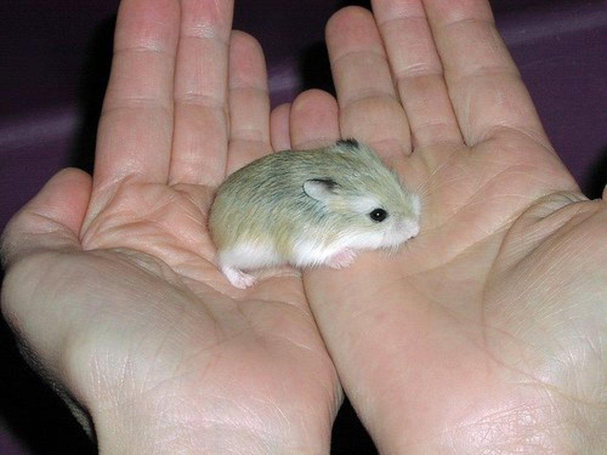 How to hold a hamster