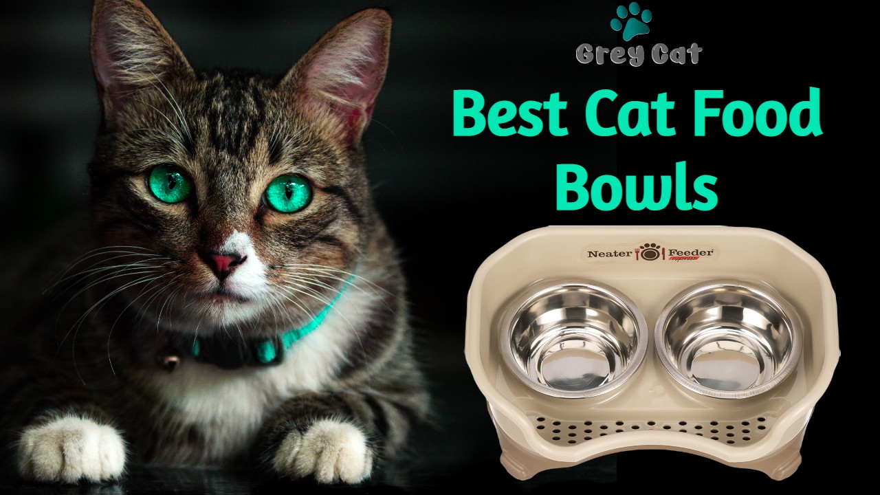 Cat Food Bowl: If you are a pet lover or have adopted different pets, you can understand that among different pet animals, cats are the one who are not that highly-maintained creature. Cats are good to have at your home, if you keep grooming and temperament aside.