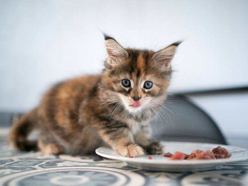 kitten-siting-on-its-meal