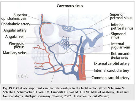 Sinus Infection Sinusitis Symptoms Causes Duration