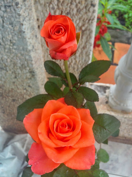 Chuyên bán các loại hoa hồng leo, hồng đứng đủ màu, cây hương thảo, hoa lạ đẹp - 18