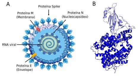 Estrutura detalhada do SARS-CoV-2 e da proteína spike