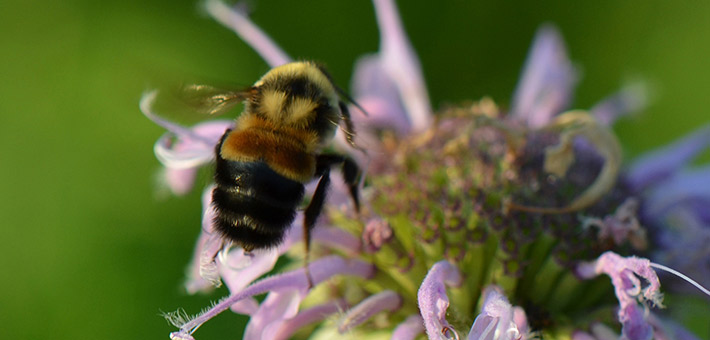 A rusty patched bumble bee on a bergamot blossom