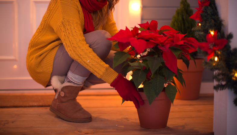 A woman decorating with poinsettias