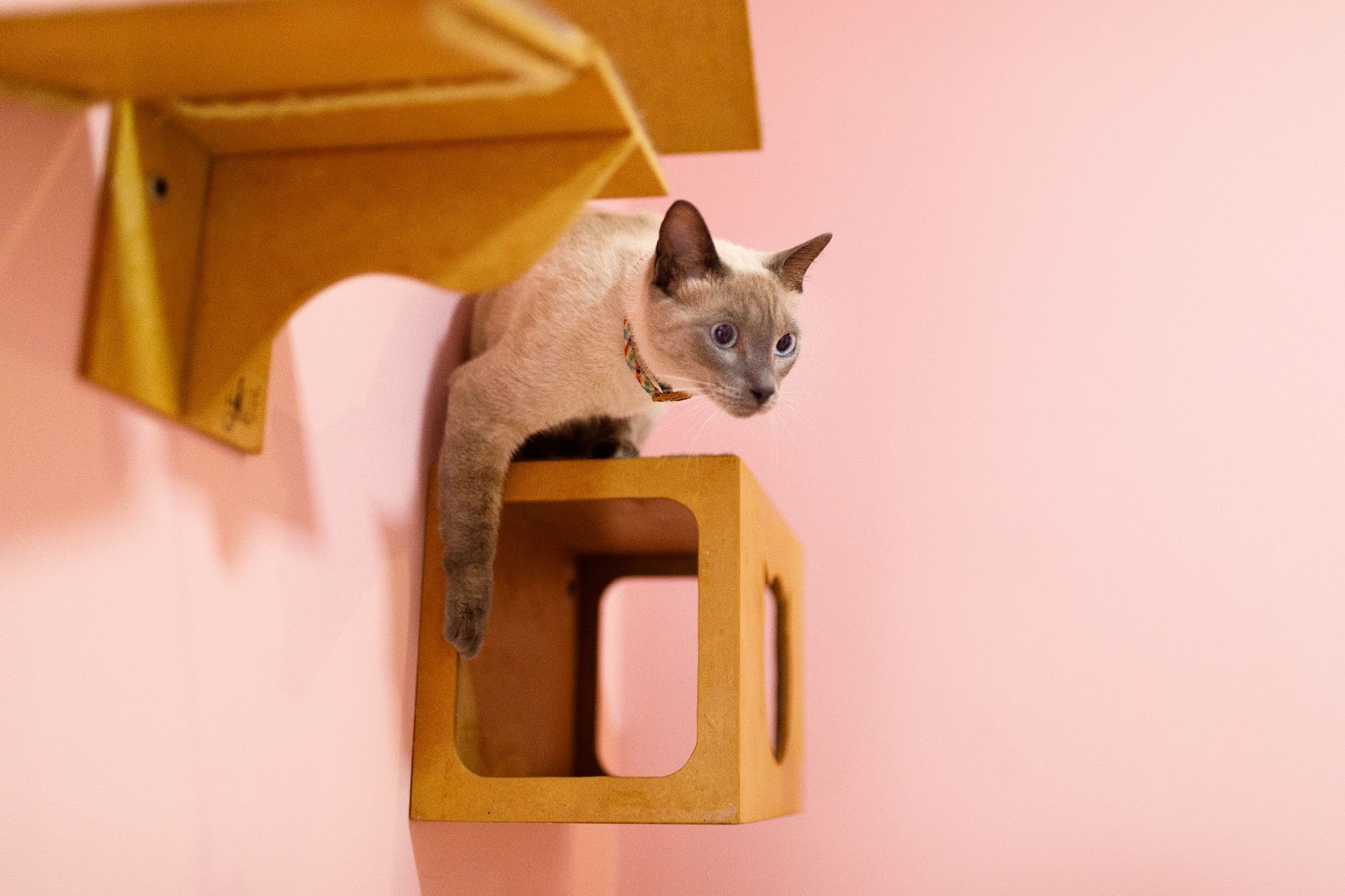 Gato bege brincando em cubo na parede