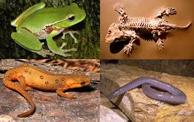 Image result for amphibians meaning