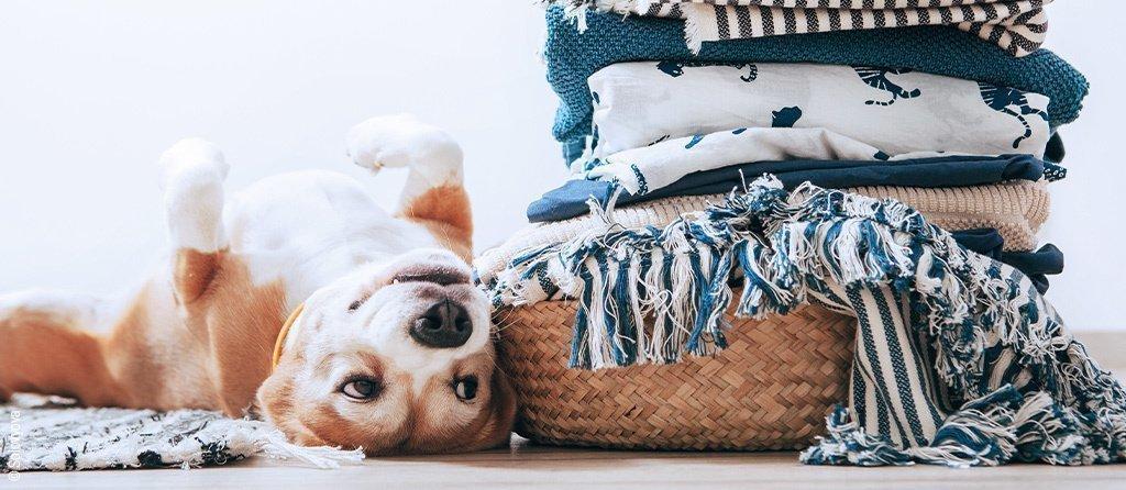 Foto: Un lindo perro yace de espaldas junto a una pila de ropa doblada.