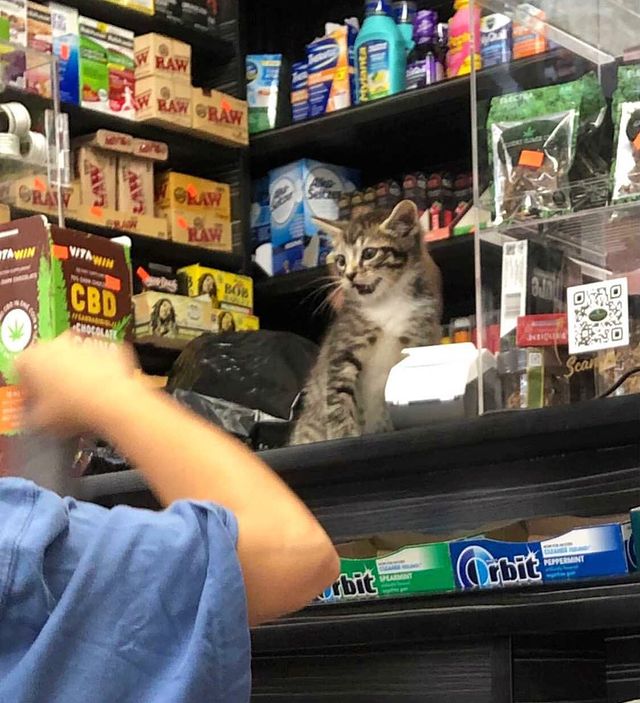 Gato en una tienda comercial ;17 Pruebas de que los gatos siempre hacen lo que quieren 