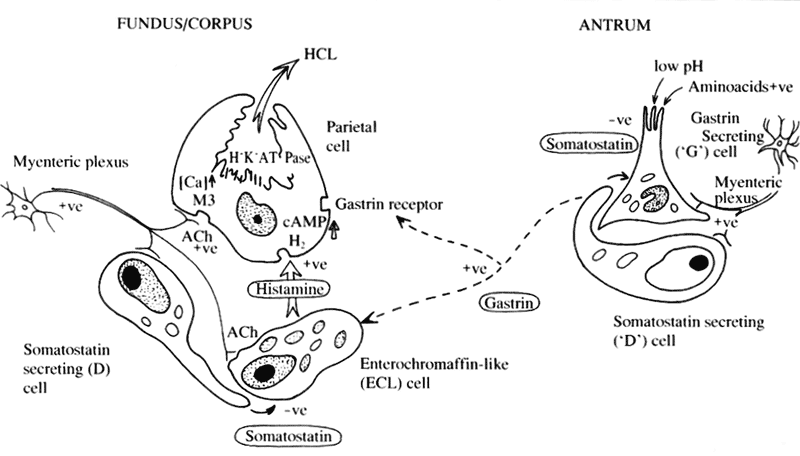 Current concept of the role of the enterochromaffin-like (ECL) cell, gastrin- (G) and somatostatin-secreting (D) cells in the peripheral regulation of acid secretion by parietal cells