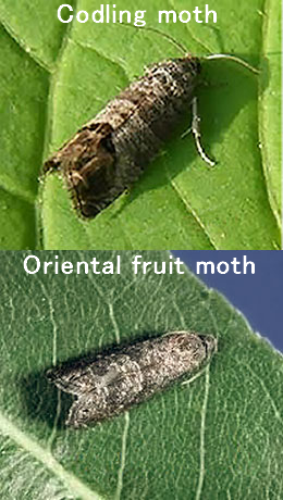 Comparison between codling moth and oriental fruit moth adults.