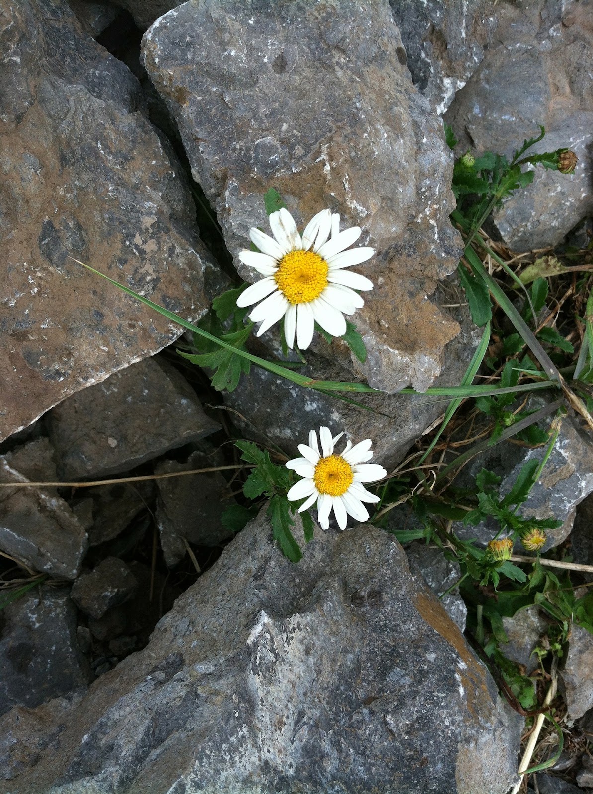 daisies.jpg