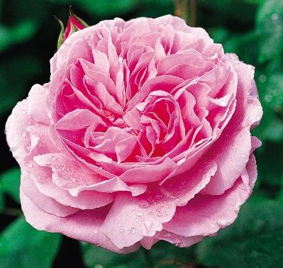 Mary Rose (Ausmary)
