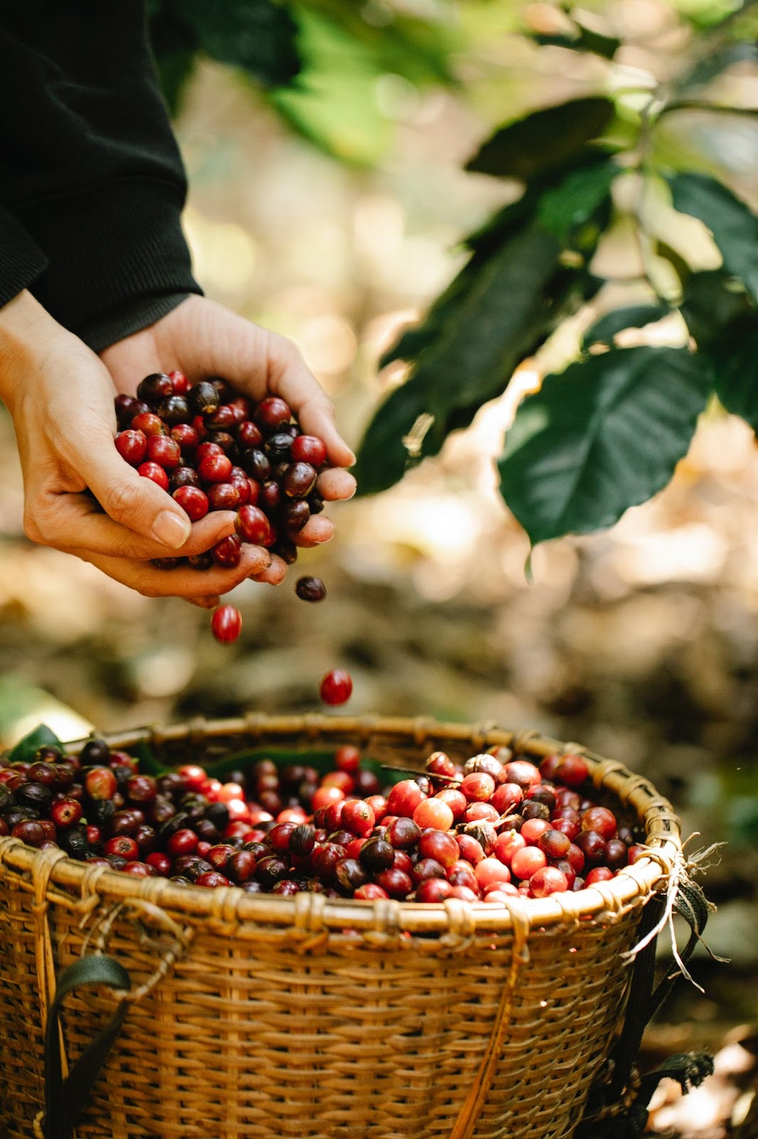 Coffee beans