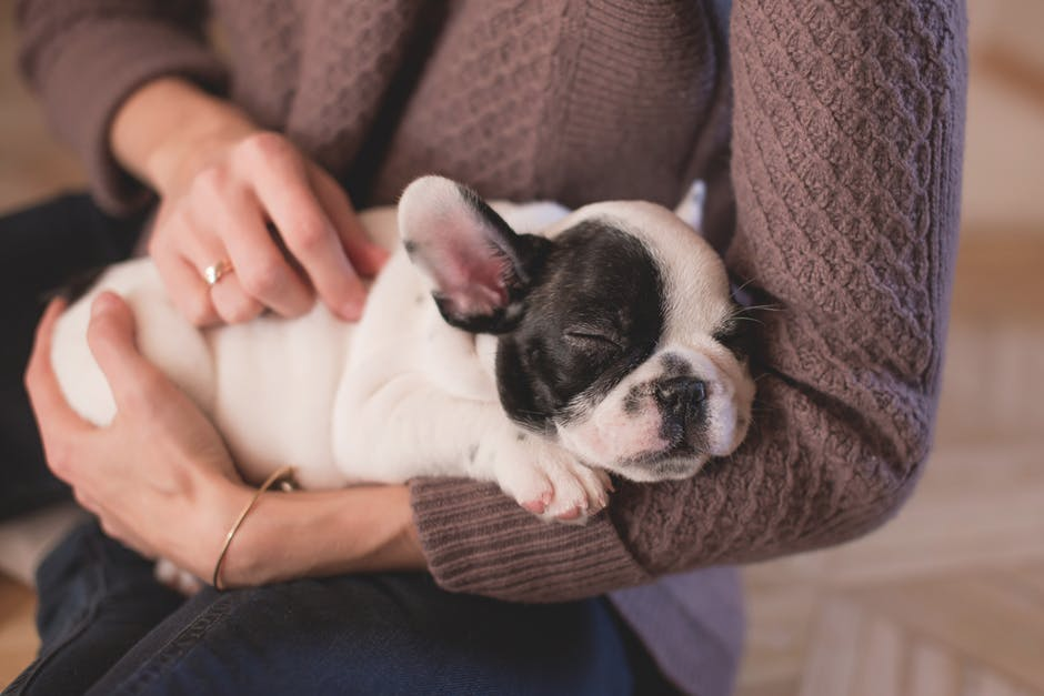  The Benefits of Adding a Pet to Your Family