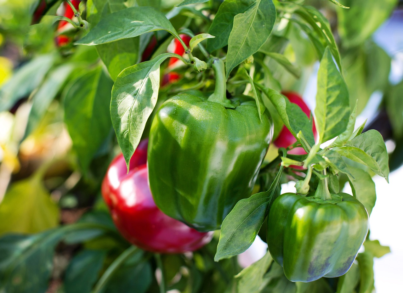 close up photo of capsicum hanging from tree