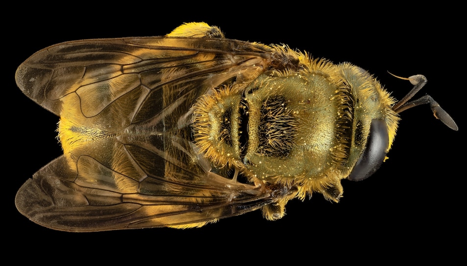 <p> قد يبدو هذا وكأنه نحلة - لقد خدعها دروج عندما اصطادها في ماريلاند - لكنها في الواقع ذبابة (<i> Microdon </i>) تتنكر في شكل نحلة. </p>
