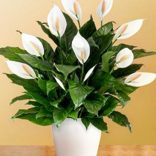 Jual Tanaman hias Peace Lily - Sepatu Pillum Bunga Putih - Kab. Bogor -  Safa_taman Store | Tokopedia