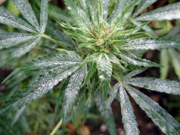 Mold on a marijuana leaf
