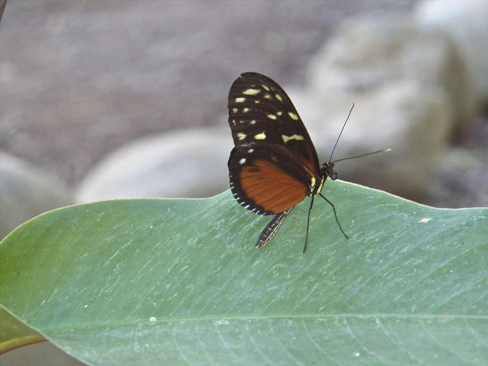 Butterfly, Refugio Nacional de Vida Sylvestre Barù, Costa Rica