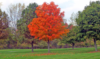 Image result for deciduous