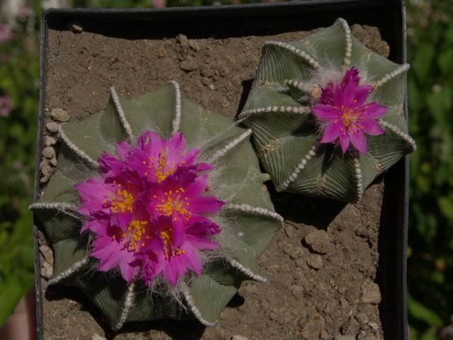 Aztekium_hintonii_GK_4994'96_Ek8_ref-1917.jpg