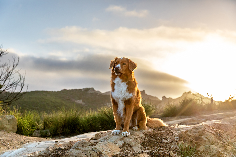 Dog sits on rocky terrain with sun flares in background. Shot by Lou Bopp for Purina Pro Plan.
