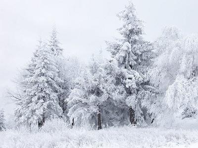 雪が積もった森自動的に生成された説明