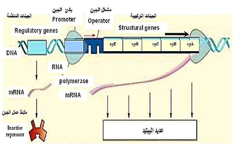 تركيب وتنظيم الجين Gene Structure and Regulation