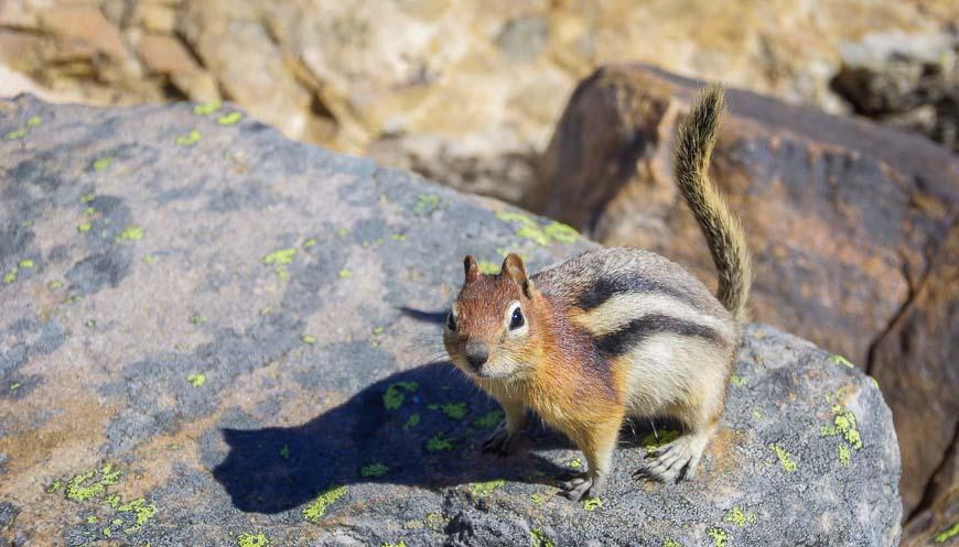 Golden-mantled ground squirrels are happy to steal your lunch if left unattended