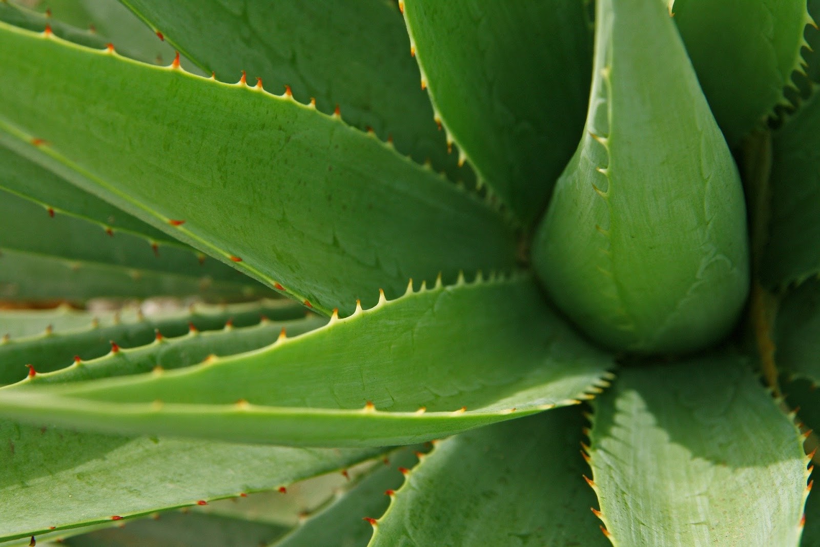 Aloe plant