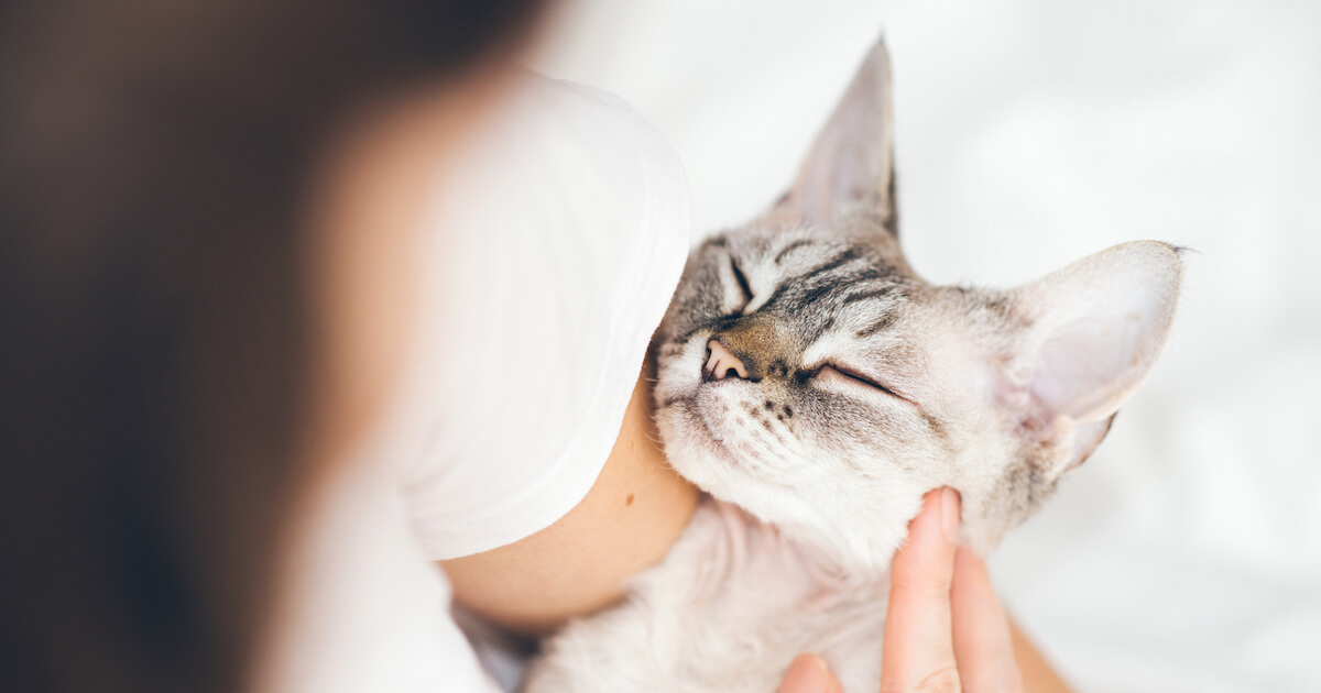 pour quelle raison les chats clignent lentement des yeux ?