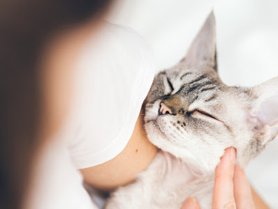 【人気ダウンロード！】 chat cligne des yeux 330217-Chat cligne des yeux