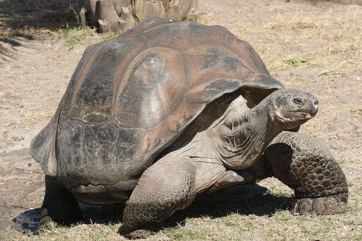 12. Galápagos Tortoises (170 years)