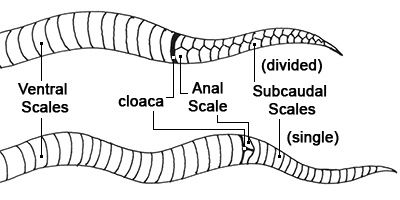 Snake anatomy