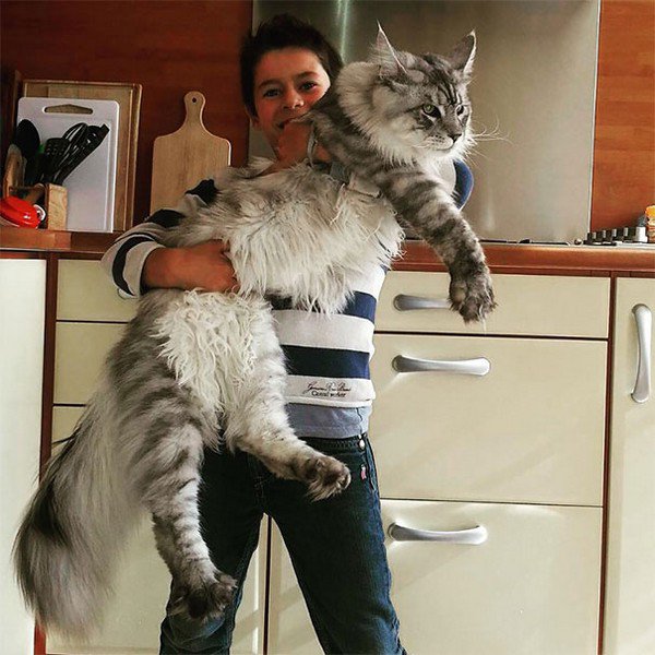 giant gray cat and person