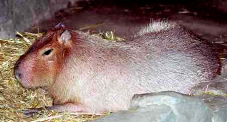 Adult capybara.