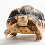 Testudo kleinmanni