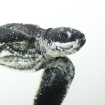 Dermochelys coriacea