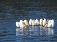 Pelecanus
