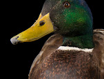 Anas platyrhynchos