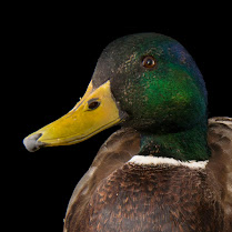 بط بري – بُركة