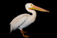 Pelecanus