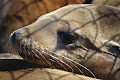 أسد البحر الكاليفورني - جيو عربي