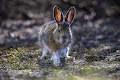 أرنب ثلجي أمريكي - جيو عربي