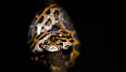 Python bivittatus