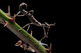 Phasmatodea