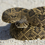 Crotalus adamanteus